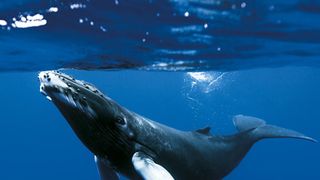 ケタ違いの限界映像！ドキュメンタリー史上最高70億円投入『オーシャンズ』特報解禁！