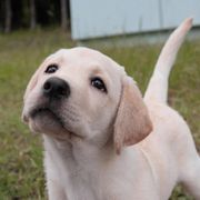 感動の実話!試験に6回落第したずっこけ警察見習い犬と訓練士の物語を松竹が映画化