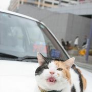出生率は数十万分の一の奇跡!世界でも希少なオスの三毛猫がカンニング竹山とW主演!
