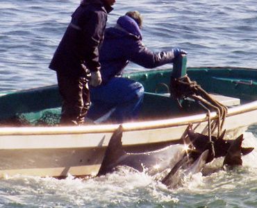 アカデミー賞長編ドキュメンタリー賞は、日本のイルカ漁を題材にした映画『ザ・コーヴ』が受賞【第82回アカデミー賞】