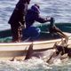 アカデミー賞長編ドキュメンタリー賞は、日本のイルカ漁を題材にした映画『ザ・コーヴ』が受賞