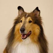 シュール過ぎる!勝俣州和が哀川翔の犬に!?『昆虫探偵 ヨシダヨシミ』の本編映像公開!