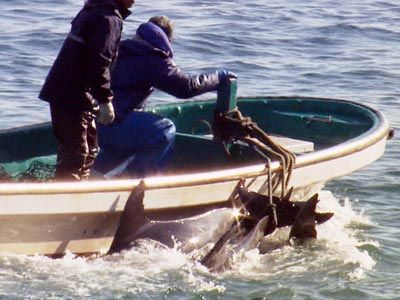 日本人に大バッシングのイルカ漁映画『ザ・コーヴ』、配給会社社長が反論！「日本人の手で撮影されなければならなかった作品」