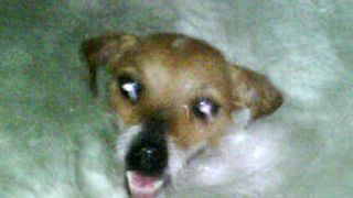 マライア・キャリーの愛犬、大事なお風呂タイムを邪魔