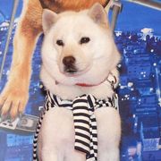 お父さん犬カイ君、ハリウッドデビュー?ハリウッドスター&監督が太鼓判!!