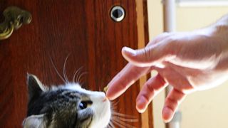 患者の死を予測する実在の猫・オスカーを題材にした物語が映画に