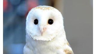 『ハリポタ』が原因で、インドのフクロウ絶滅危機!?インド環境相が明言