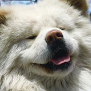 ブサかわ犬映画『わさお』の舞台は『もののけ姫』と同じ白神山地!わさおの演技が光る特報解禁!