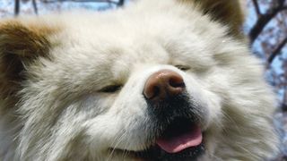 ブサかわ犬映画『わさお』の舞台は『もののけ姫』と同じ白神山地！わさおの演技が光る特報解禁！