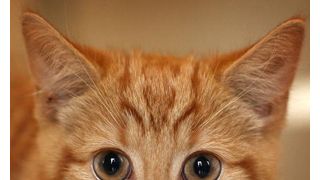 これが本当のネコ映画!?主演ネコ！共演ネコ！カメラマンもネコ！