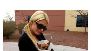 またチワワを増やしたパリス・ヒルトン ファンにも里親になることを呼びかけ