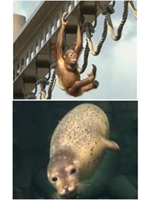 旭山動物園が3Dに！「肉眼」を超える動物たちの超ド迫力映像！