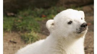 映画『クヌート』のモデル、むくむくの北極グマのクヌートがこの世を去る　愛らしい姿永遠に