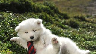 犬嫌いでも犬好きになる!「かわい過ぎて見てはいけない」犬界のニューフェイス・サモエド犬の特別メイキング映像