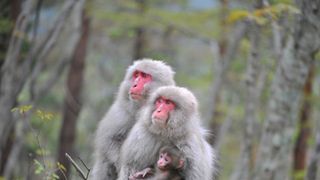 嵐・相葉雅紀が映画ナレーション初挑戦！『日本列島 いきものたちの物語』製作決定！