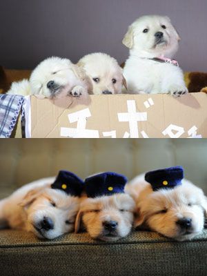 日本映画初の3d実写ワンコ映画 生後40日のゴールデンレトリバーのもふもふがたまらない シネマトゥデイ