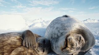 ネイチャードキュメント『ライフ』が大ヒット！台風の中約30万人を動員し興行ランキングで初登場首位！