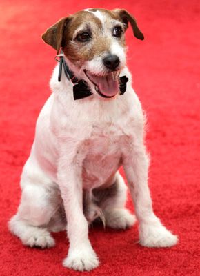 『アーティスト』でパルムドッグ賞を獲得した犬アギー、俳優（？）引退へ！「プールのそばで日がなゴロゴロしていたい」
