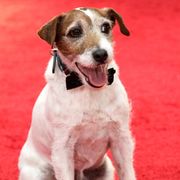 『アーティスト』でパルムドッグ賞を獲得した犬アギー、俳優(?)引退へ!「プールのそばで日がなゴロゴロしていたい」