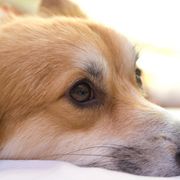 愛犬感動ドラマ、やはり1位は「フランダースの犬」!「泣いてしまうので最後まで観られない」の回答続出!