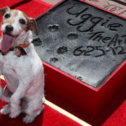 『アーティスト』の名犬アギー、犬史上初のハリウッドの星獲得!式典を引退式に
