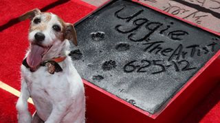 『アーティスト』の名犬アギー、犬史上初のハリウッドの星獲得！式典を引退式に