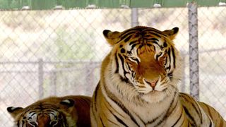 マイケルさんのトラ、スリラーが死亡