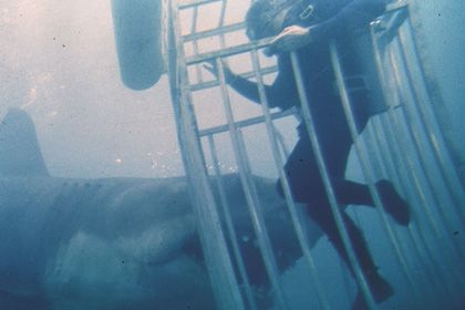 『ジョーズ』水中カメラマンが死去　対決シーンのために実際のサメを撮影