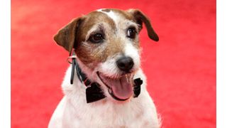 アカデミー賞5冠『アーティスト』の犬アギーが自伝を出版！