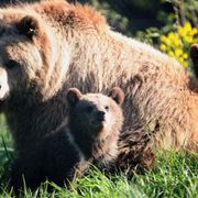 ディズニー、自然ドキュメンタリーでクマを追う!2014年春全米公開!