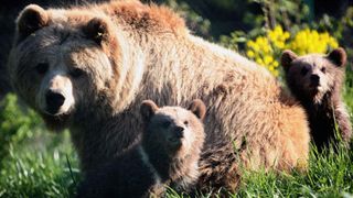 ディズニー、自然ドキュメンタリーでクマを追う！2014年春全米公開！