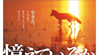 新生『キタキツネ物語』10月公開！世界初の動物映画祭オープニングに決定！