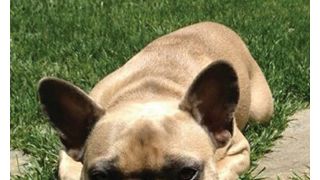 ジェレミー・レナーの愛犬が迷子に 発見者には50万円の謝礼