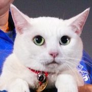 『猫侍』あなごちゃんに観客がメロメロ!野良猫からスターに大出世