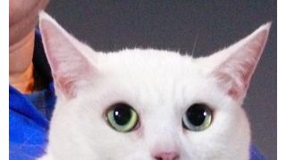 『猫侍』あなごちゃんに観客がメロメロ！野良猫からスターに大出世