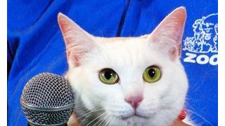 『猫侍』主演猫、熱愛暴露に思わずノーコメント？