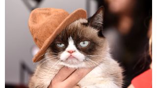 YouTubeの“気難しい猫”、テレビ映画化!クリスマスに米放送