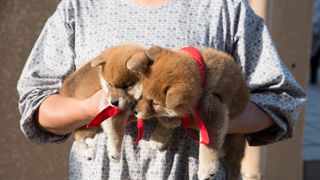 「マメシバ」ワンコは2匹いた！キュン死にしちゃいそうなワンコ画像が大放出