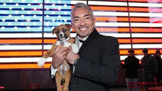 カリスマ・ドッグトレーナーの犬、隣人にかみつく