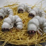 グロ注意!幼虫チョコレートをプレゼント!?“香港のスピルバーグ”、新作初日に緊急参戦!