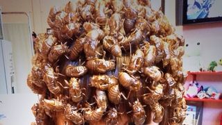 衝撃！しょこたんがセミの抜け殻まみれに！