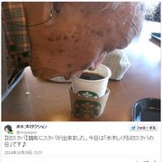水木しげる、92歳“初スタバ”ツイートが大人気