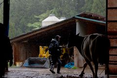 牛たちを手放す場面