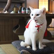 「猫侍」第2弾決定!ドラマ&映画で北村一輝&玉之丞が帰ってくる!