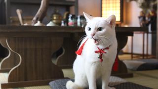 「猫侍」第2弾決定！ドラマ＆映画で北村一輝＆玉之丞が帰ってくる！