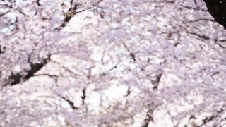 秦基博の歌声響く!河瀬直美監督『あん』予告編