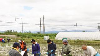 お下品テディベア・テッド、お米になる