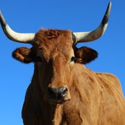 世界で一番おいしいステーキを探す究極の肉ドキュメンタリー!10月日本公開