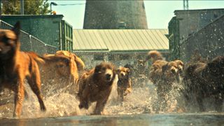 映画出演で保護施設の犬250匹の里親決まる