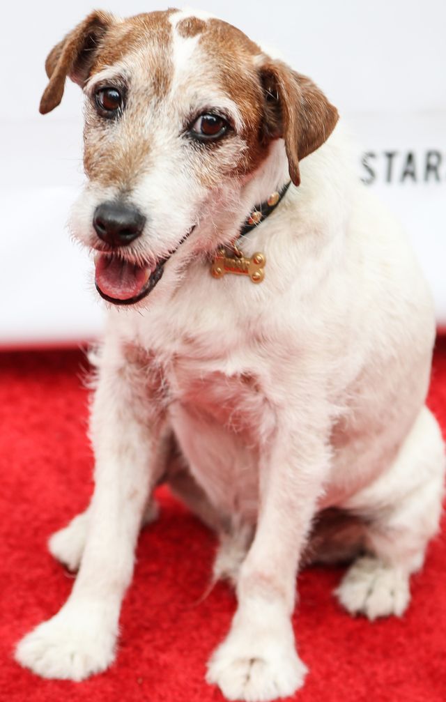 名犬アギーが永眠…アカデミー賞5冠『アーティスト』で名演